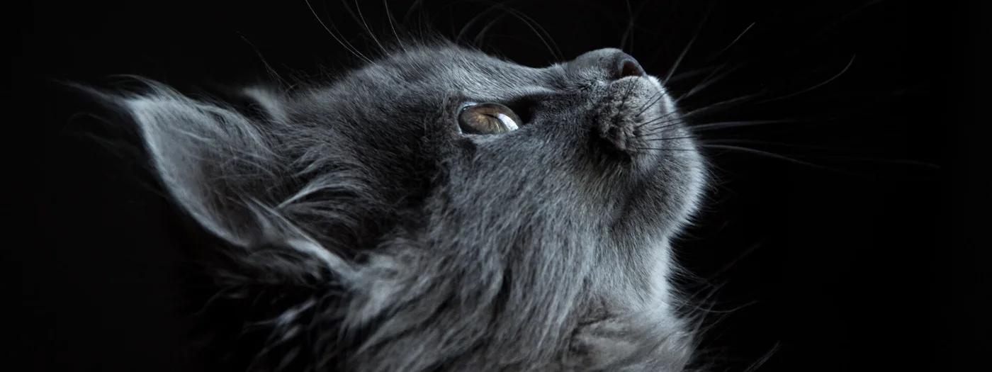 The New Pet Owners Briefing - Health, Safety and Savings