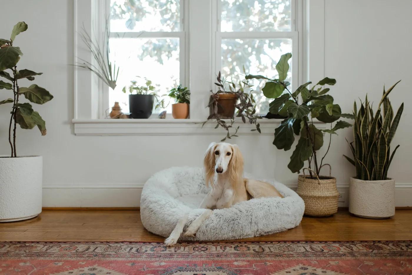 Shop (& Save) on Dog Beds at Target