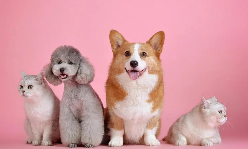 Tips to Keep more cash on Pet Care